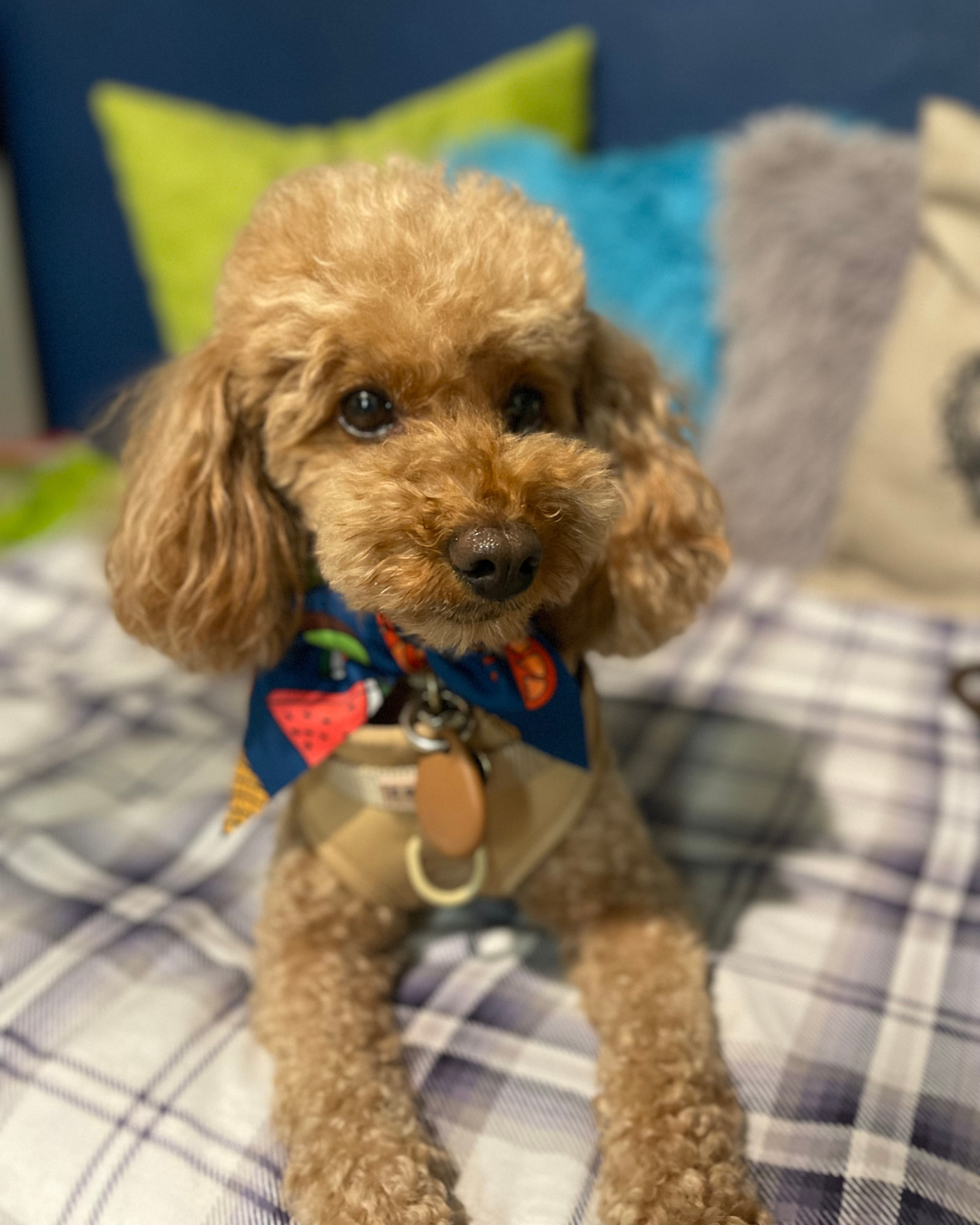When Dogs Are Recommended for Mental Health, Who Speaks for the Dog?